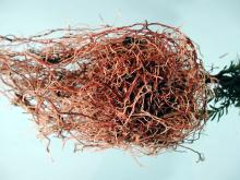 Image related to Yew (Taxus spp.)-Root Rot