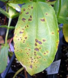 Image related to Zinnia-Bacterial Leaf Spot