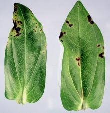 Image related to Zinnia-Bacterial Leaf Spot