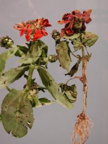 Image related to Zinnia-Botrytis Blight