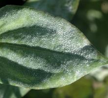 Image related to Zinnia-Powdery Mildew