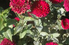 Image related to Zinnia-Powdery Mildew