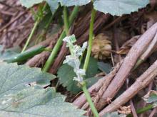 Image related to Hop (Humulus lupulus)-Powdery Mildew