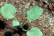 Image related to Bindweed, field or perennial morningglory (Convolvulus arvensis)