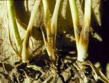 Image related to Wheat (Triticum aestivum)-Eyespot (Foot Rot, Strawbreaker)