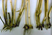 Image related to Wheat (Triticum aestivum)-Eyespot (Foot Rot, Strawbreaker)