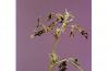 Image related to Alfalfa hay-Alfalfa weevil
