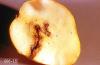 Image related to Apple-Codling moth