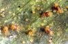 Image related to Apricot, flowering (Prunus)-Spider mite