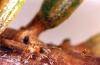Image related to Arborvitae (Thuja)-Spider mite