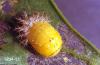 Image related to Bean, dry-Mexican bean beetle
