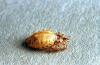 Image related to Beef cattle-Lice