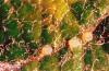 Image related to Birch (Betula)-Apple-and-thorn skeletonizer