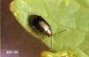 Image related to Broccoli, Brussels sprout, cabbage, cauliflower-Flea beetle