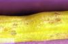 Image related to Cabbage and mustard seed-Cabbage seedpod weevil