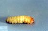 Image related to Cane fruit-Raspberry crown borer