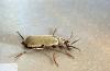 Image related to Chard, Swiss-Blister beetle