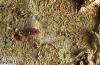 Image related to Cherry, flowering (Prunus)-Peachtree borer
