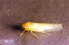 Image related to Cherry, flowering (Prunus)-Rose leafhopper