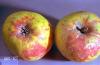 Image related to Cherry, flowering (Prunus)-San Jose scale