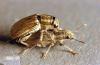 Image related to Clover hay-Pea leaf weevil