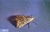 Image related to Clover hay-Webworm