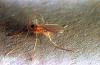 Image related to Clover seed-Clover seed midge