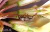 Image related to Clover seed-Clover seed weevil