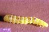 Image related to Collard and kale-Armyworm, cutworm, and looper