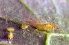 Image related to Corn seed-Aphid