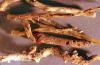 Image related to Corn seed-Corn rootworm (larvae)