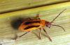 Image related to Corn, sweet-Corn rootworm (larvae)