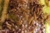 Image related to Corn, sweet-Cutworm