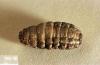 Image related to Dairy cattle-Cattle grub