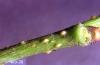 Image related to Daphne (Daphne)-Lecanium scale
