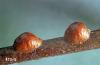 Image related to Dogwood (Cornus)-Lecanium scale