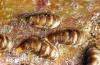 Image related to Dogwood (Cornus)-Oystershell scale