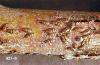 Image related to Dogwood (Cornus)-Oystershell scale