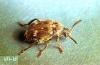 Image related to Dry edible and seed pea-Pea weevil