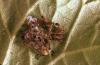 Image related to Field and silage corn-Cutworm