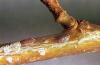Image related to Grape-Cottony maple scale