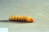 Image related to Grass seed-Glassy cutworm