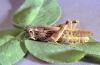 Image related to Grass seed-Grasshopper