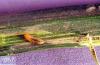 Image related to Grass seed-Leafminer