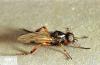 Image related to Grass seed-March fly