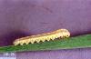 Image related to Grass seed-Sawfly
