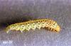 Image related to Hawthorn (Crataegus)-Apple-and-thorn skeletonizer