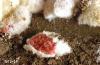 Image related to Hawthorn (Crataegus)-Azalea bark scale
