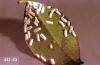 Image related to Holly (Ilex)-Cottony camellia scale