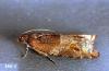 Image related to Holly (Ilex)-Holly bud moth